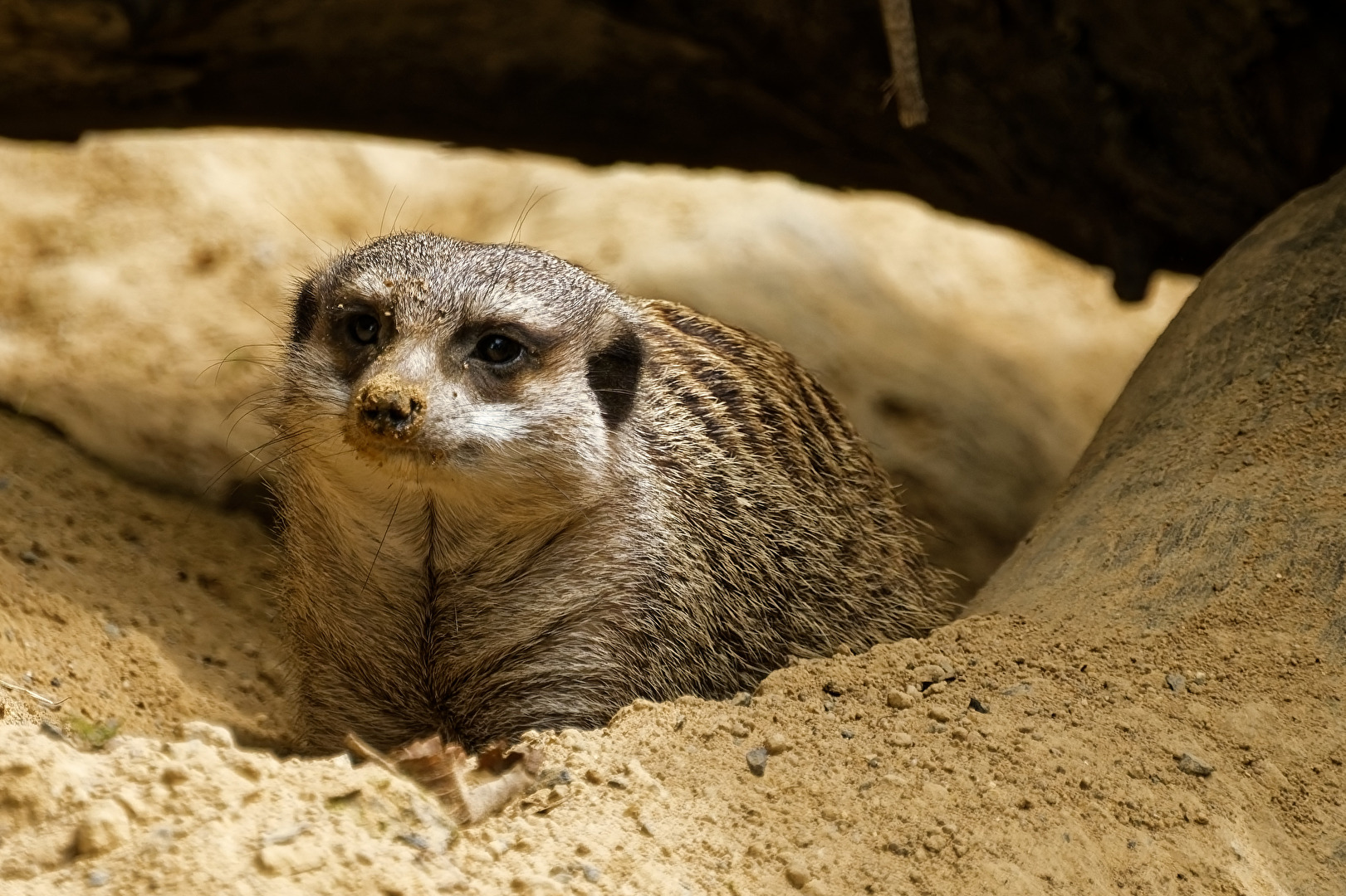 Erdmännchen