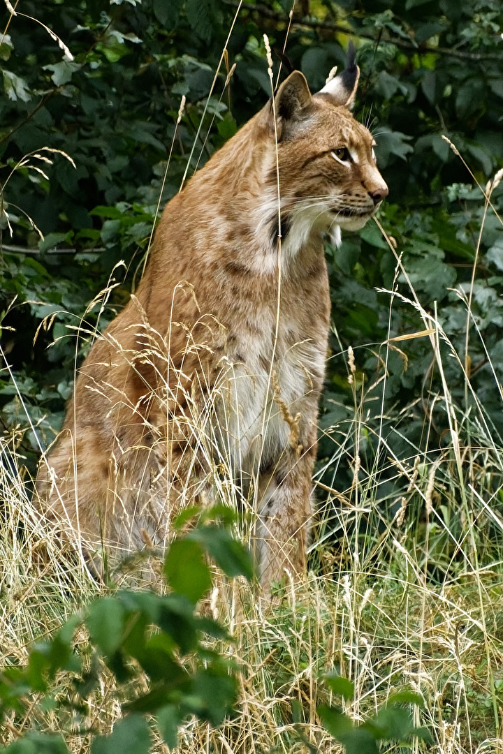 Luchs