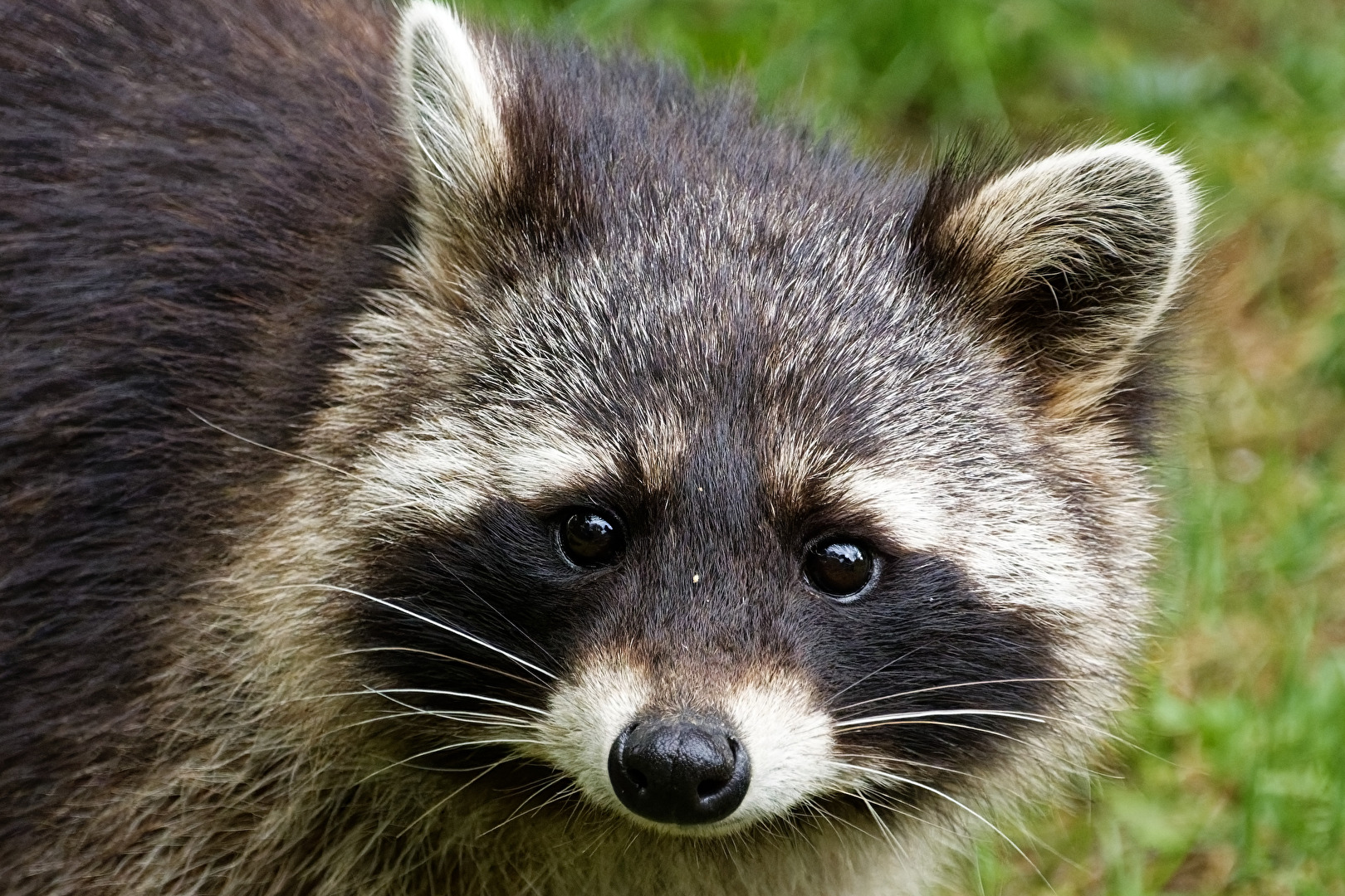 Waschbär