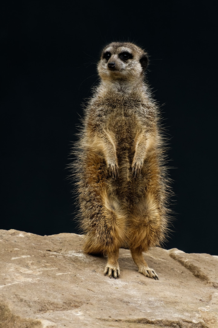 Erdmännchen