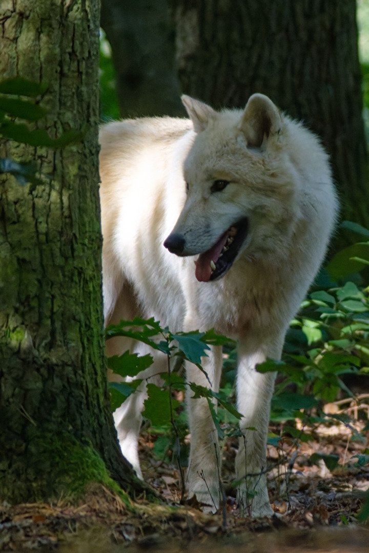 Tundrawolf