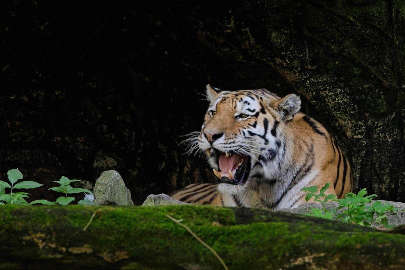 Sibirischer Tiger