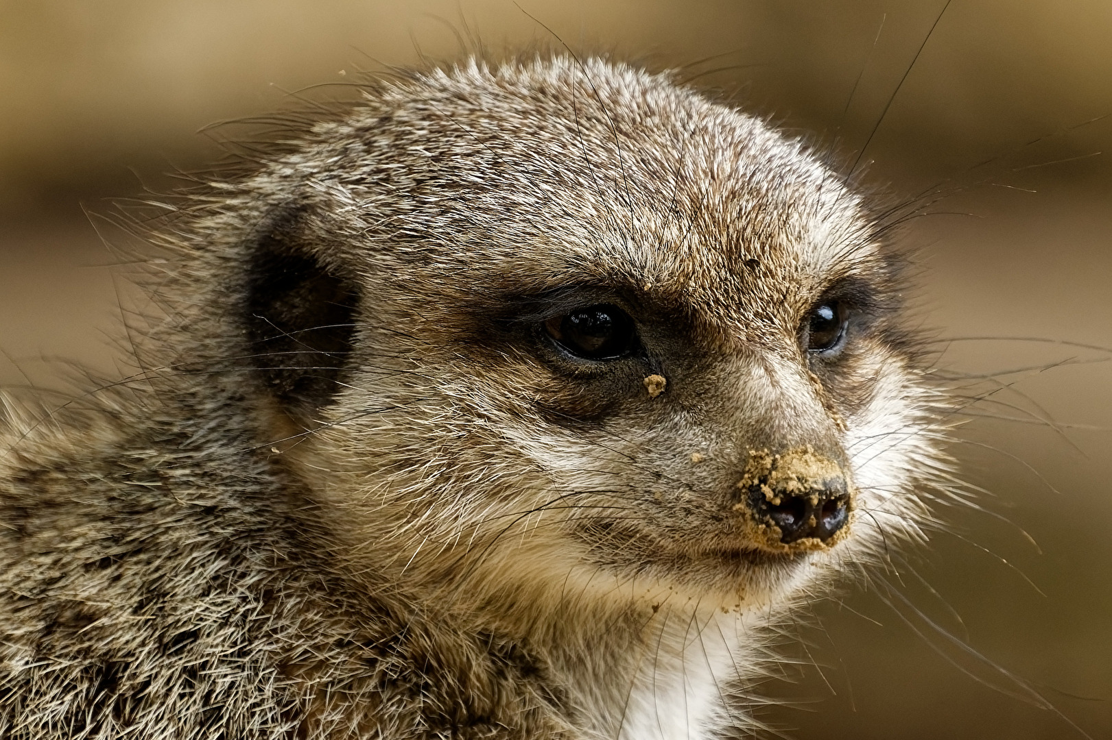 Erdmännchen