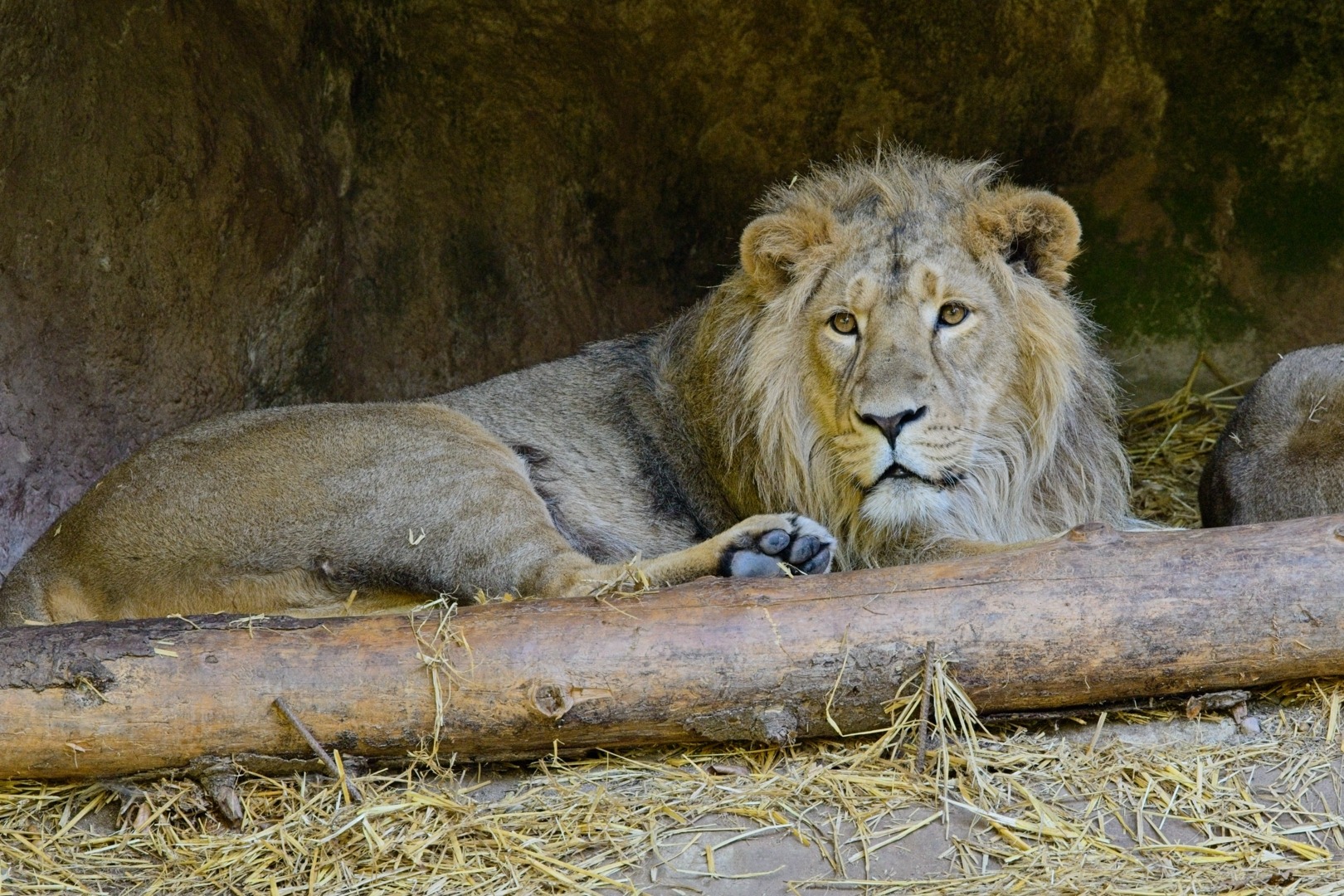Asiatischer Löwe