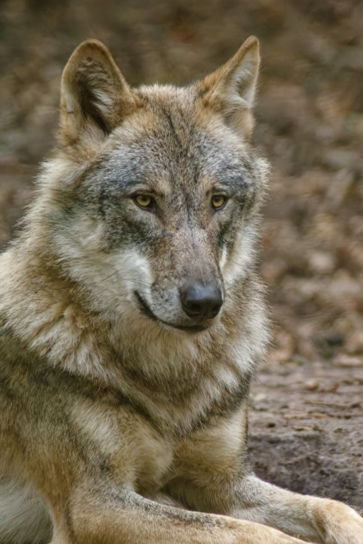 Europäischer Wolf