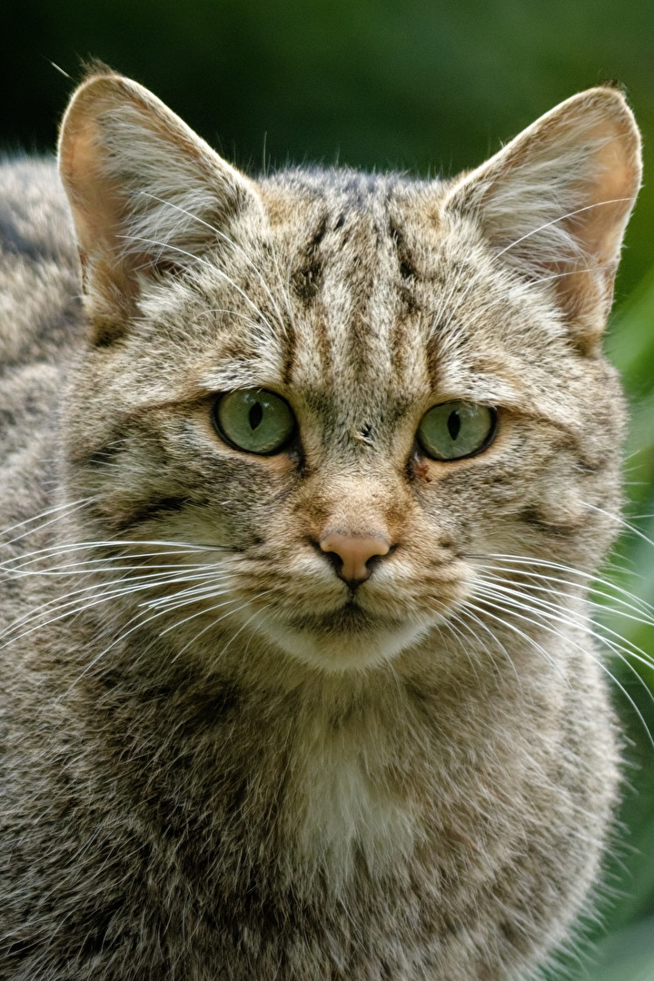 Wildkatze
