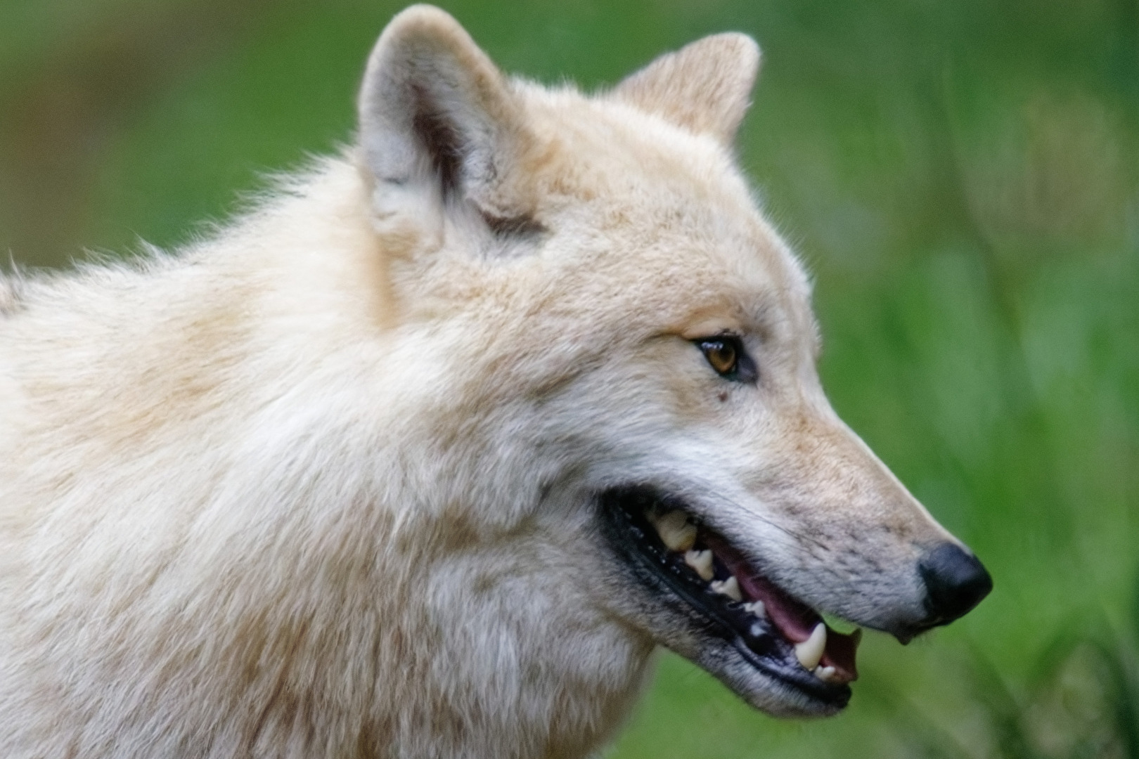 Tundrawolf