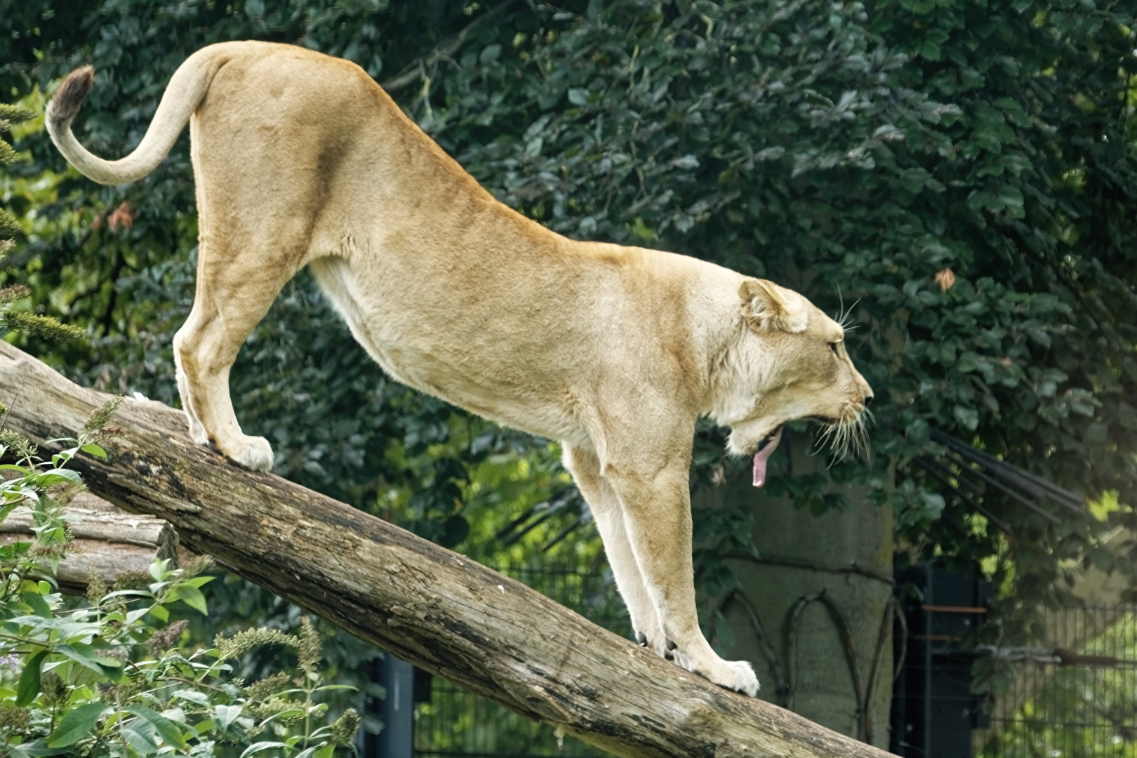 Löwin
