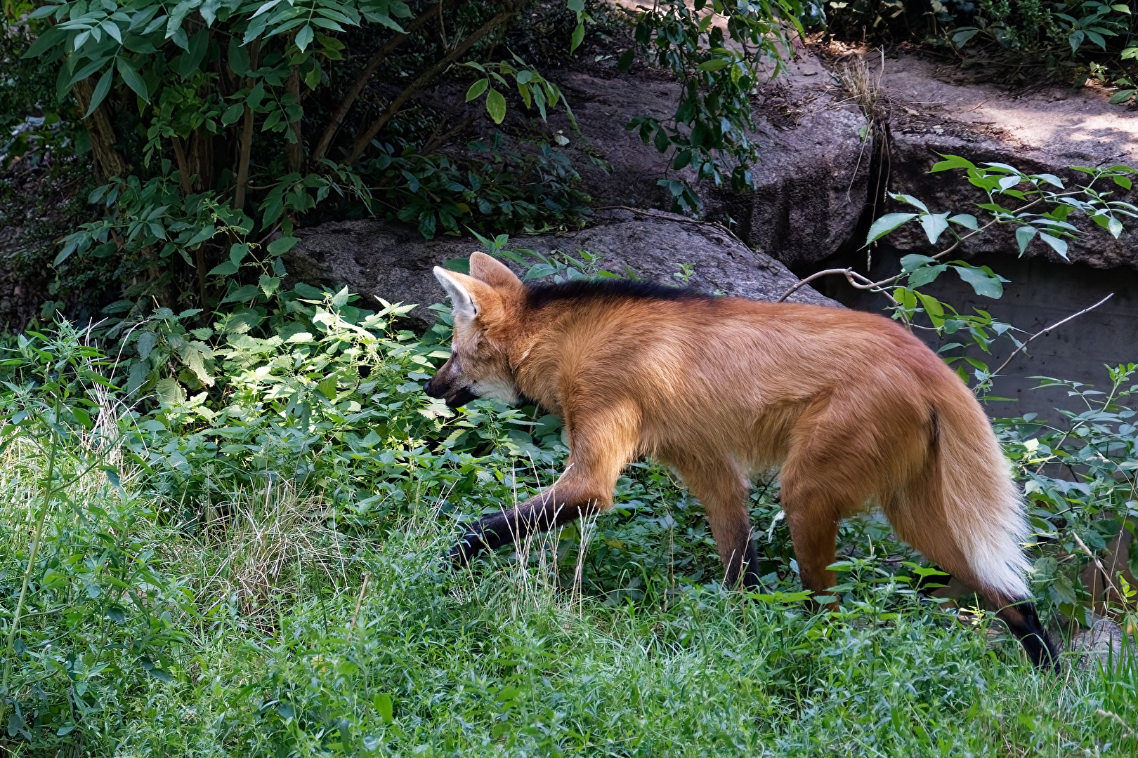 Mähnenwolf
