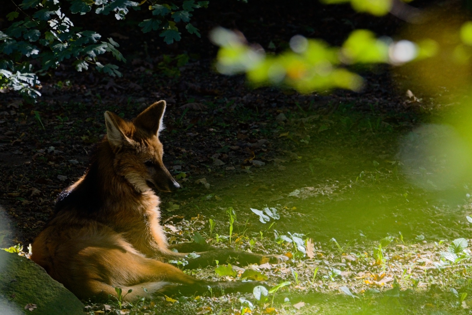 Mähnenwolf