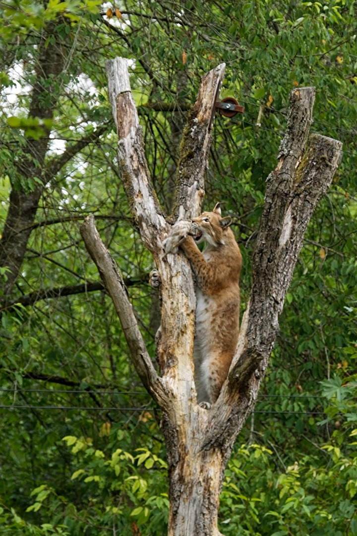 Luchs