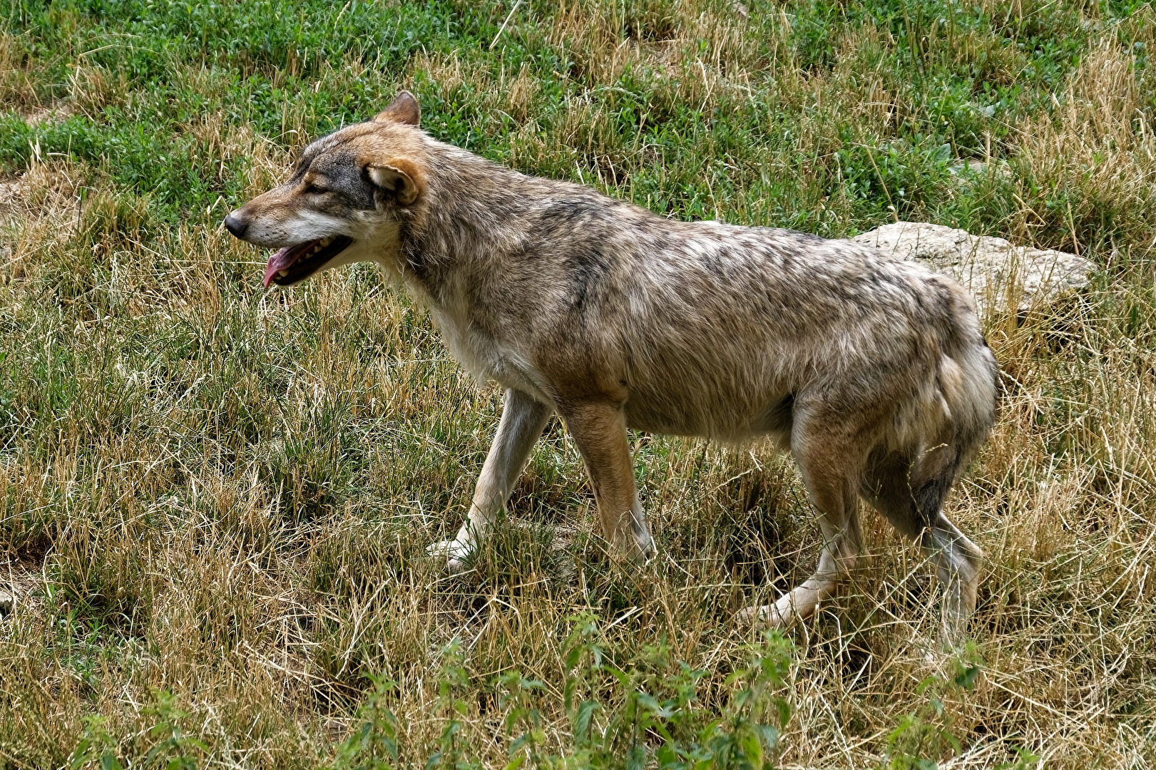 Timberwolf