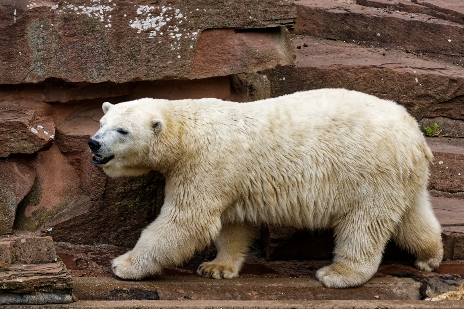 Eisbär