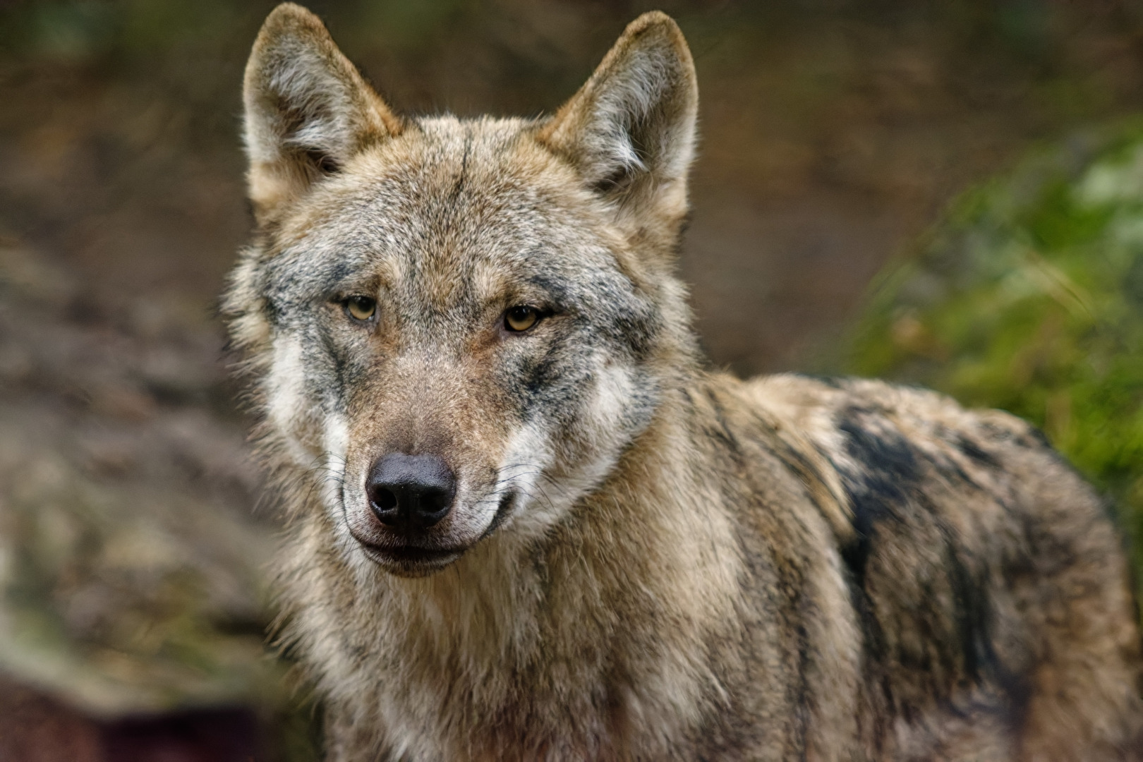 Europäischer Wolf