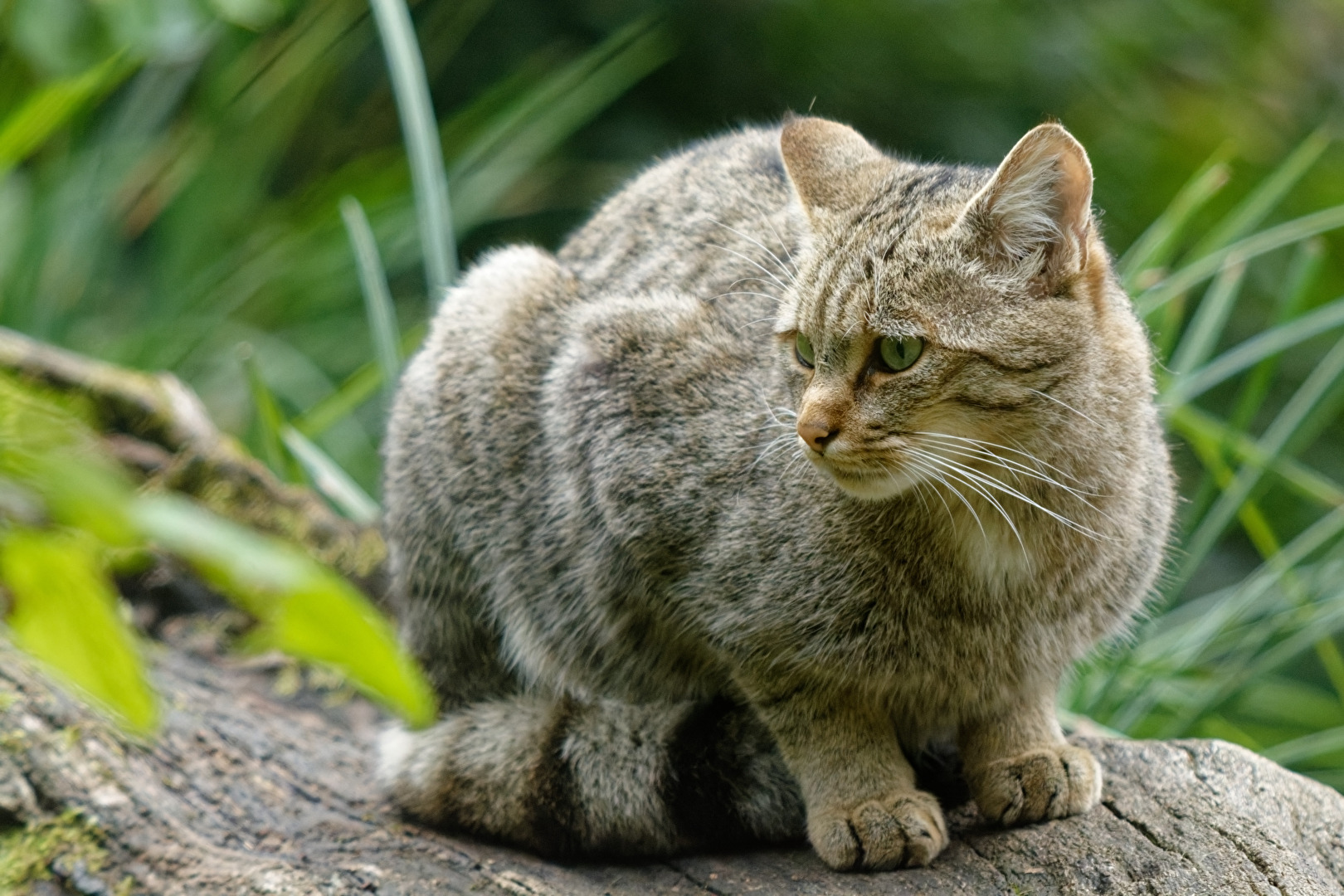 Wildkatze