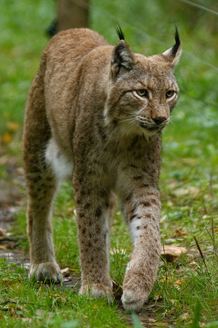 Luchs