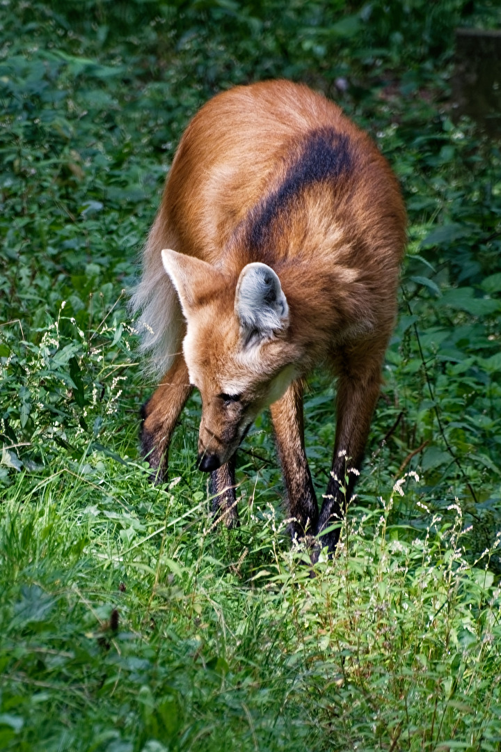Mähnenwolf