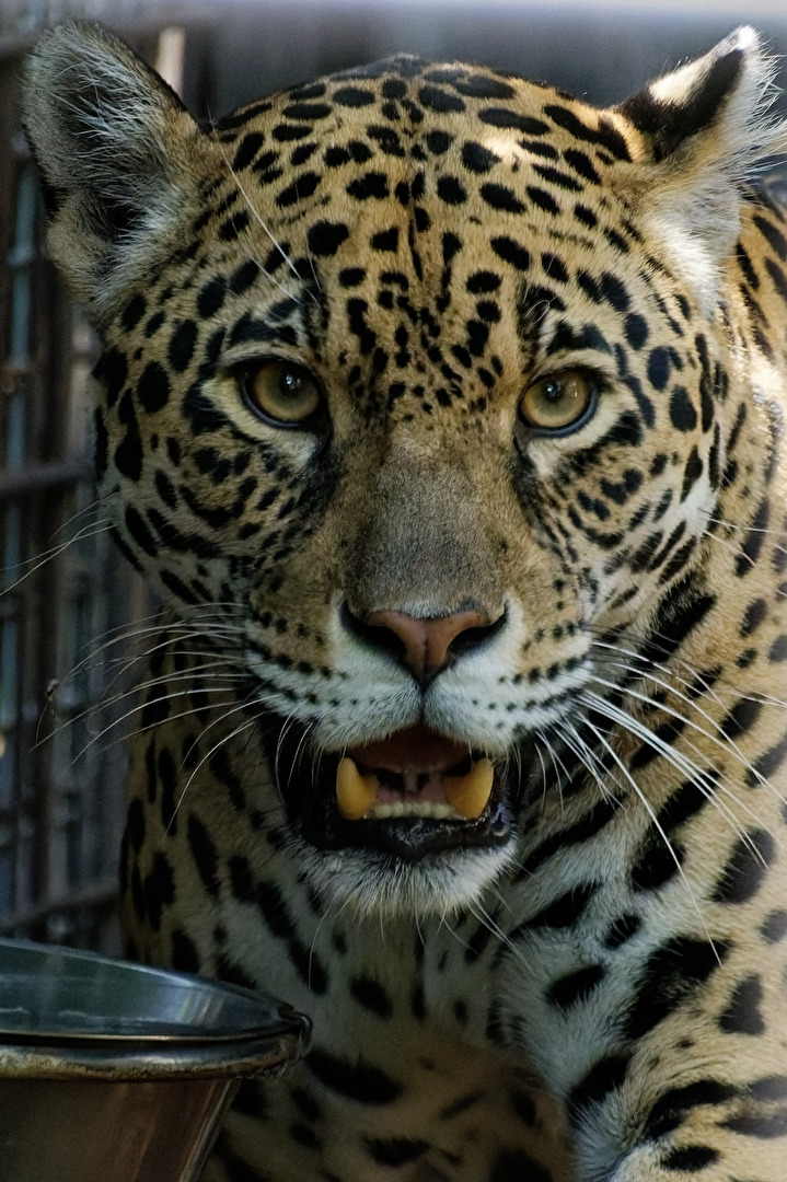 Jaguar