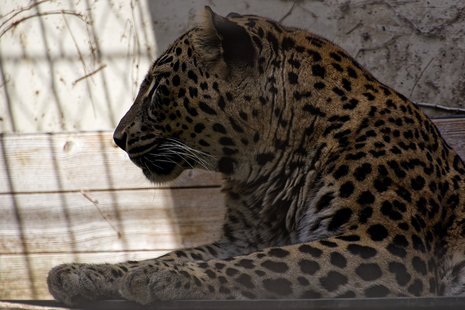 Persischer Leopard