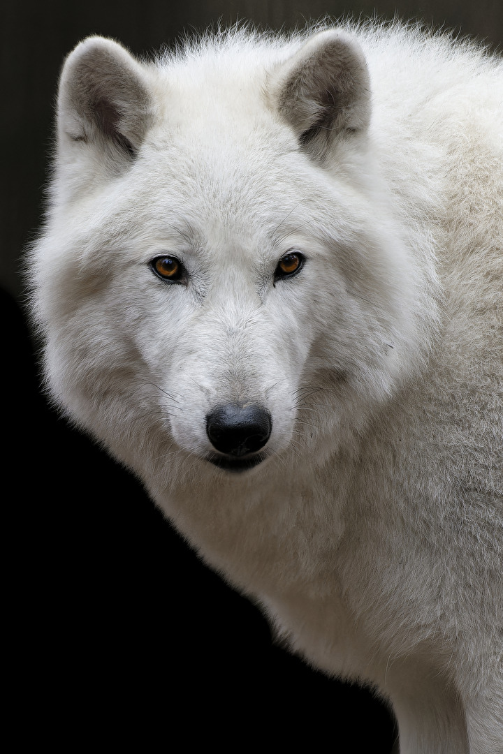 Aufmerksamer Polarwolf