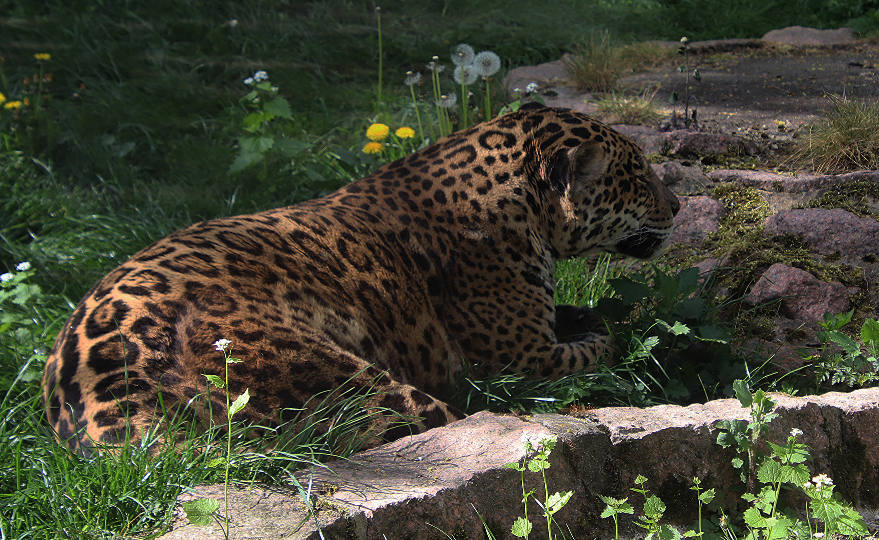 Jaguar