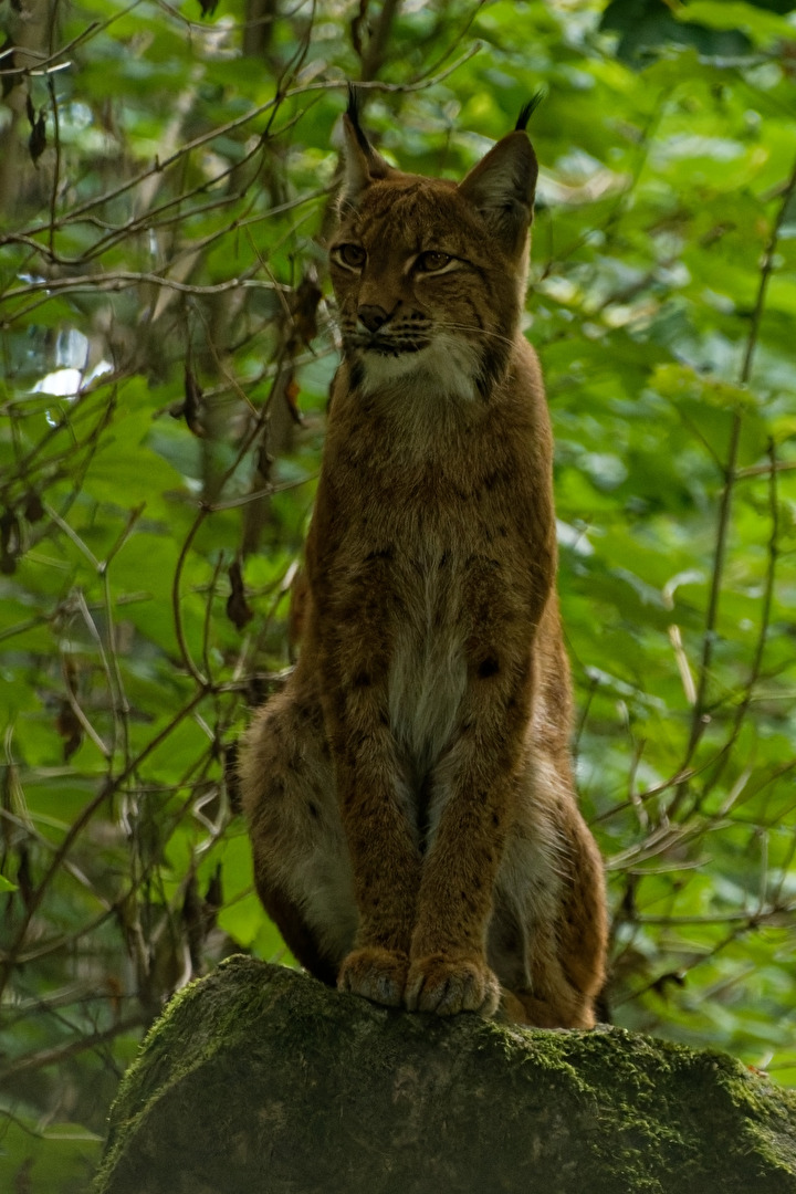 Luchs
