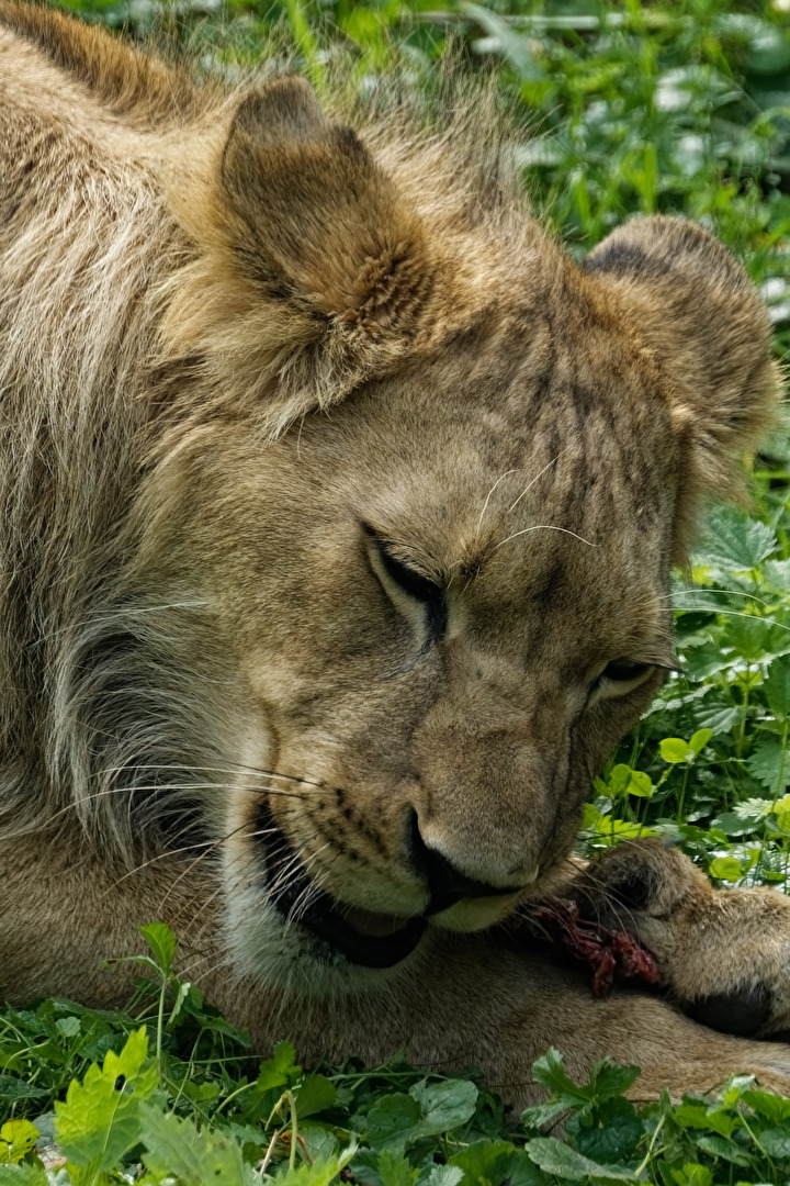 junger Löwe