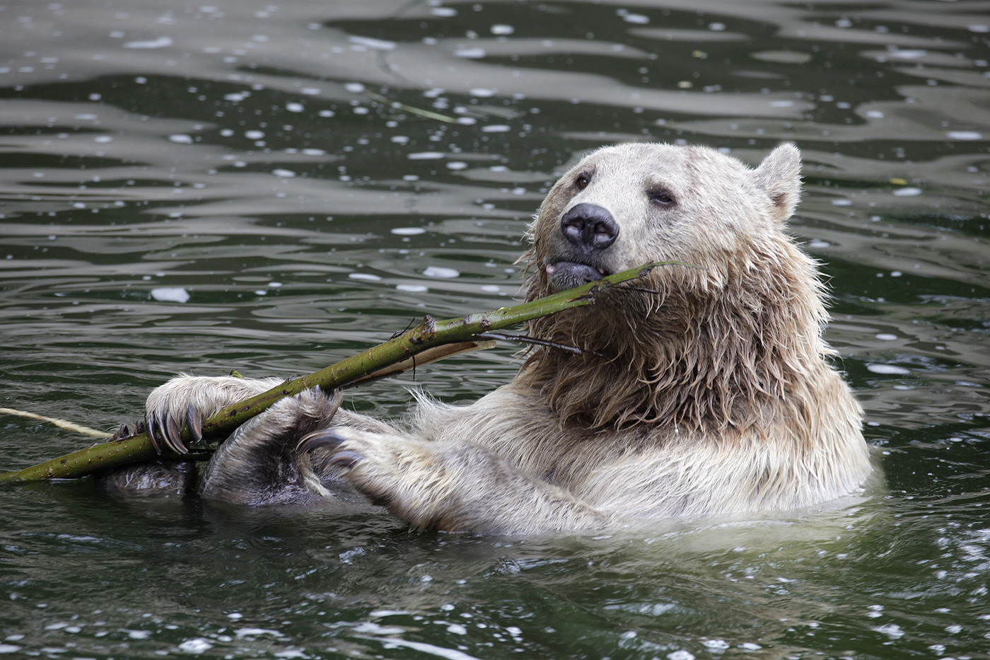 EISBÄR