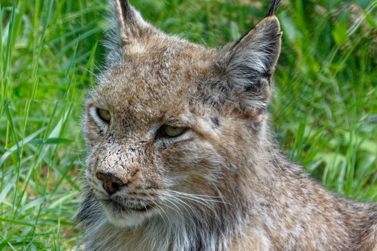 Luchsportrait