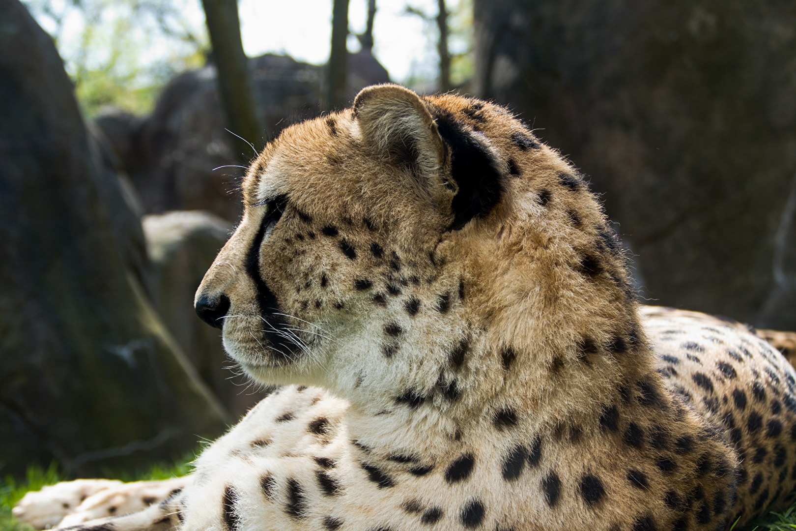 Gepard