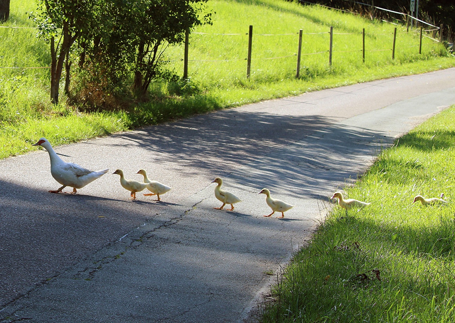 A random encounter.