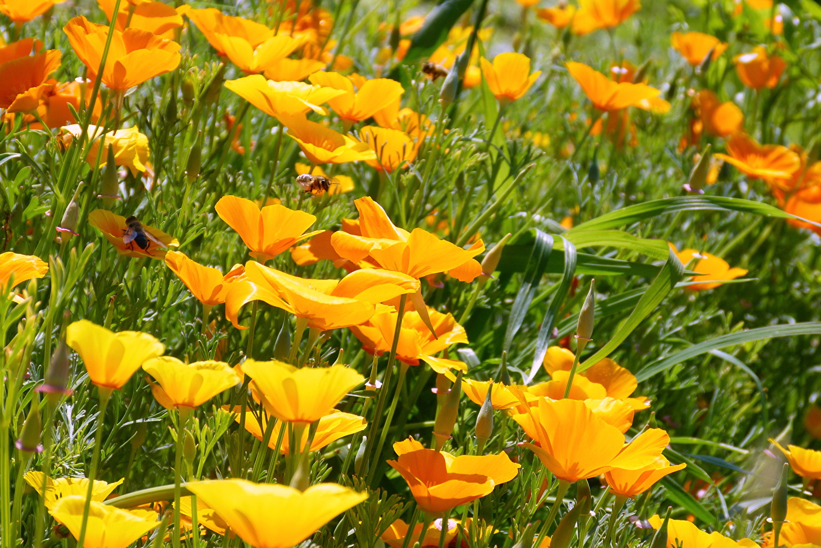 Ein Meer von Blüten!