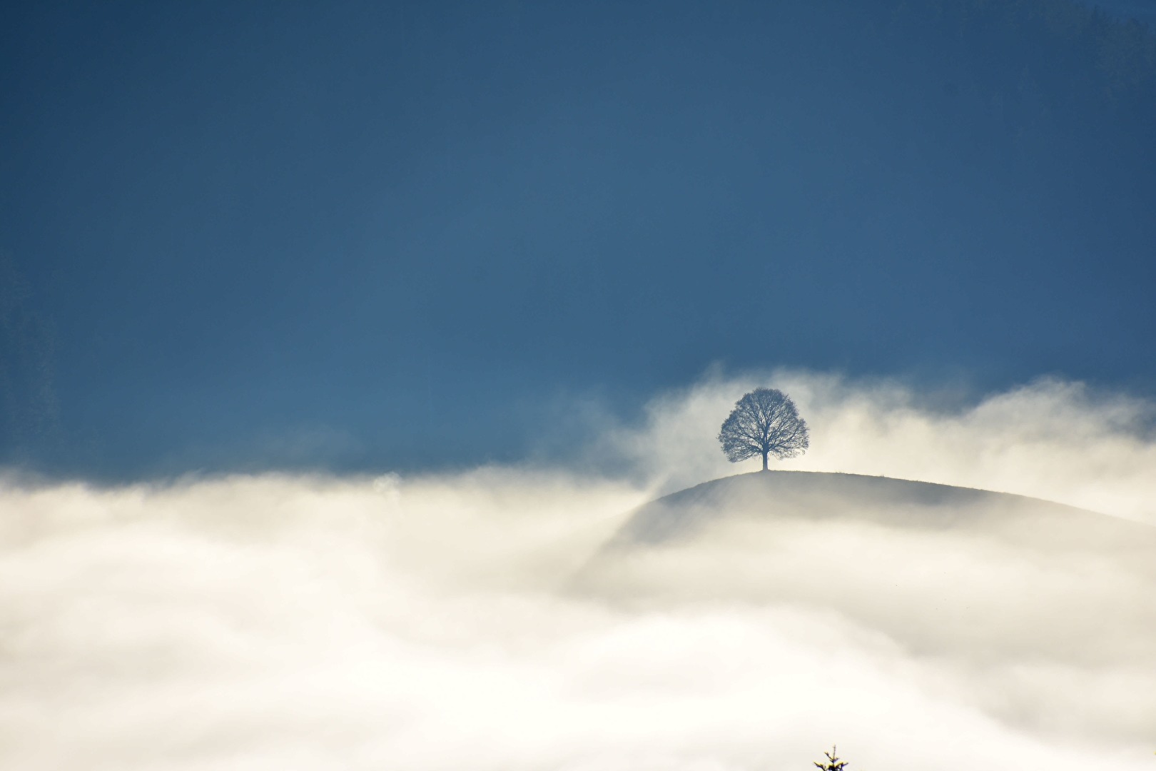 Solitärbaum