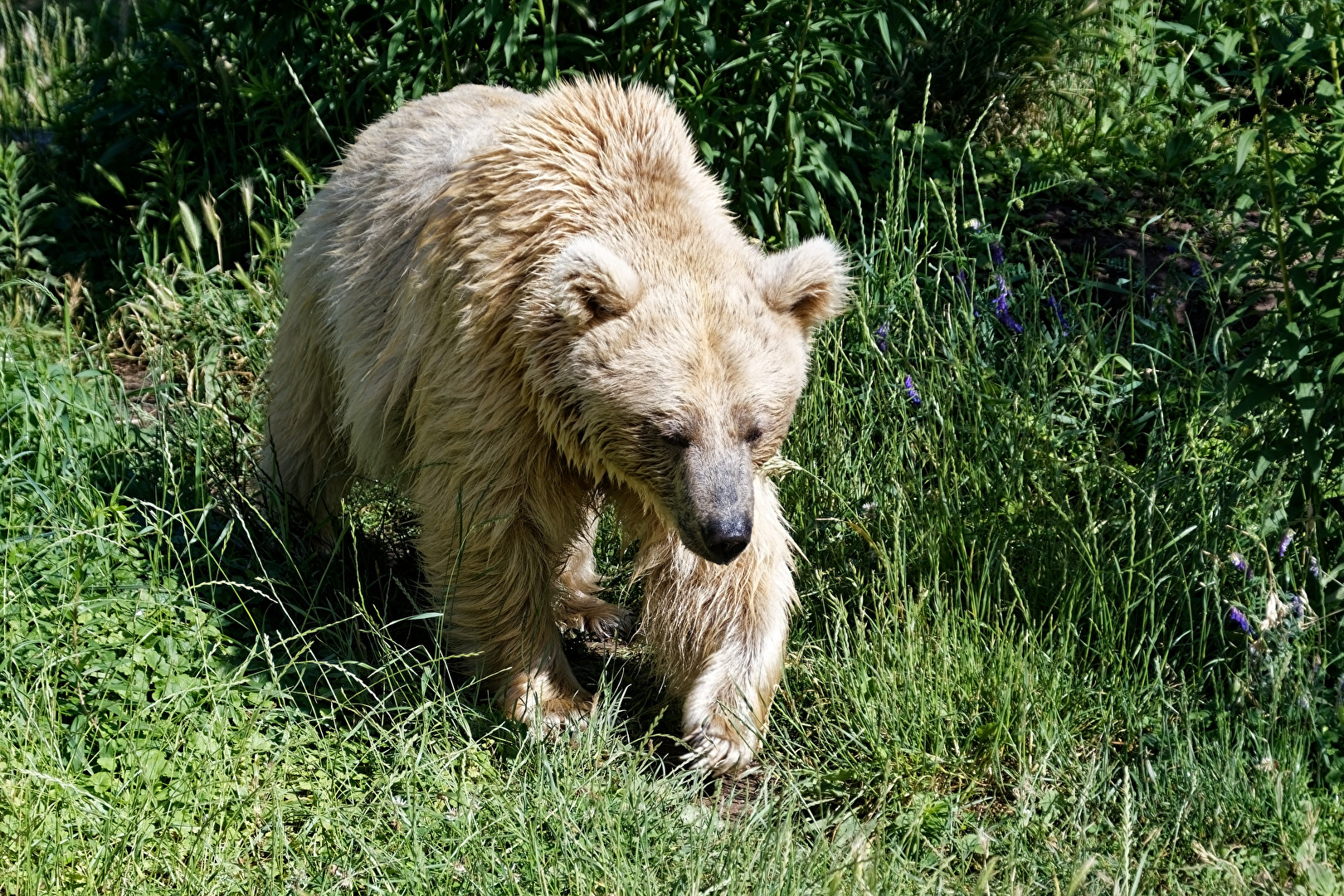 Syrischer Braunbär