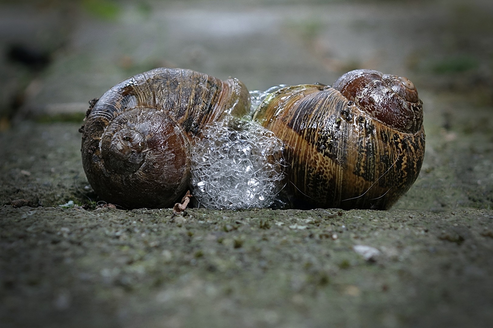 Schnecken Paarung