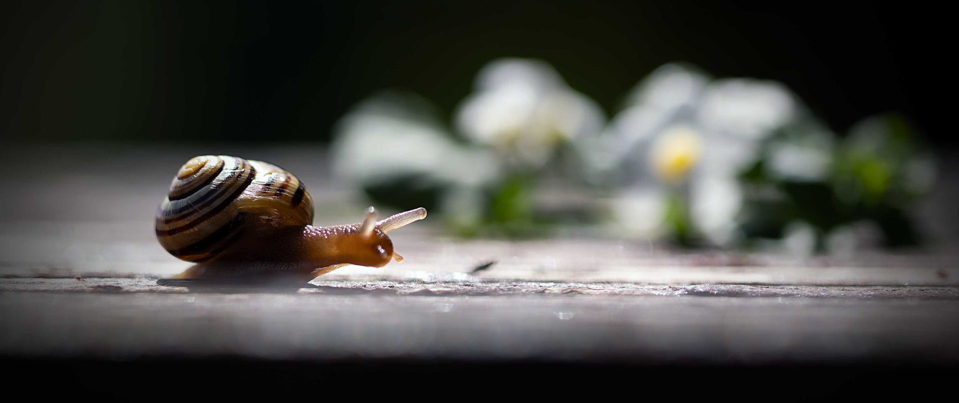 Snails
