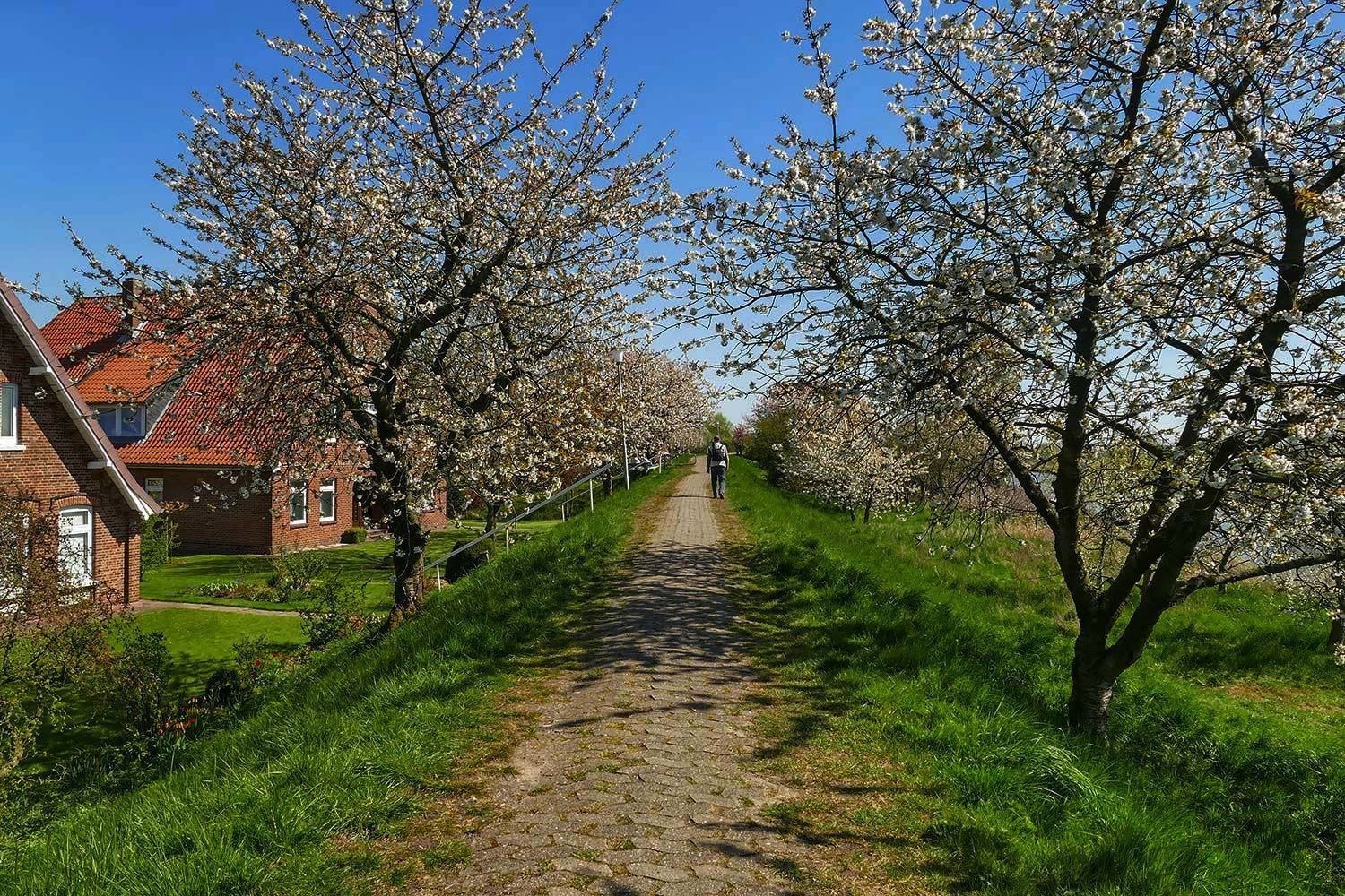 Der Spaziergänger