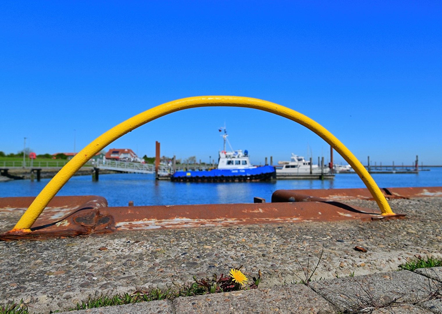 Löwenzahn am Hafen.