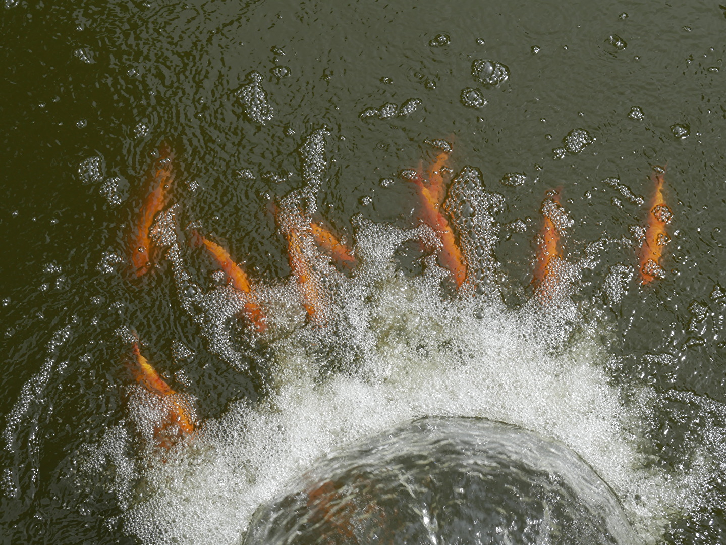 Fische