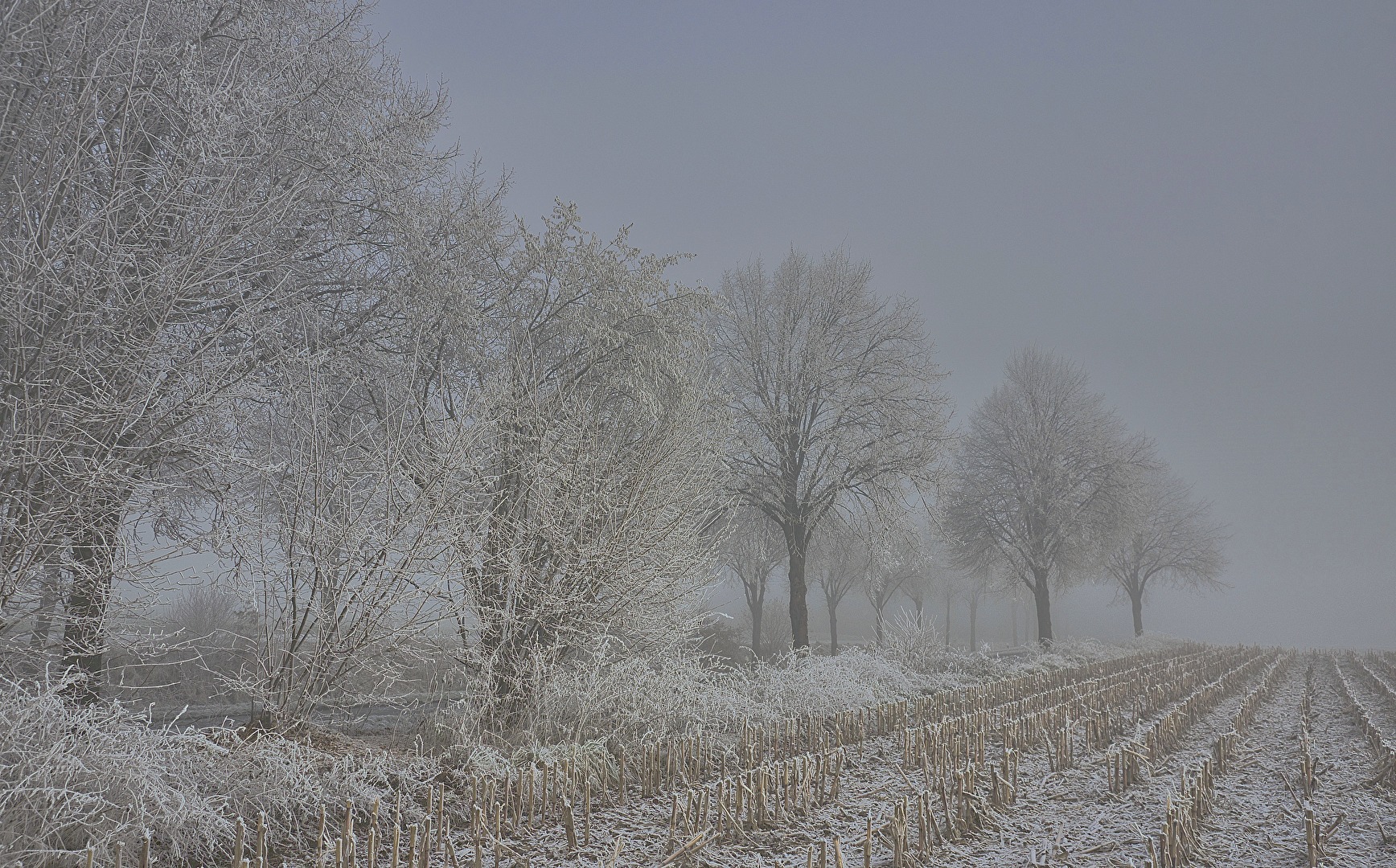 Nebel und Frost im Dezember
