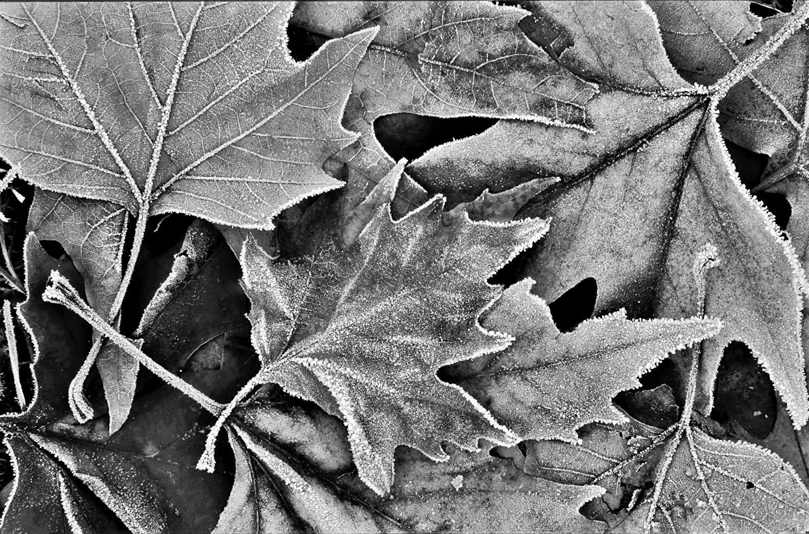 " Die Nacht war eisig "