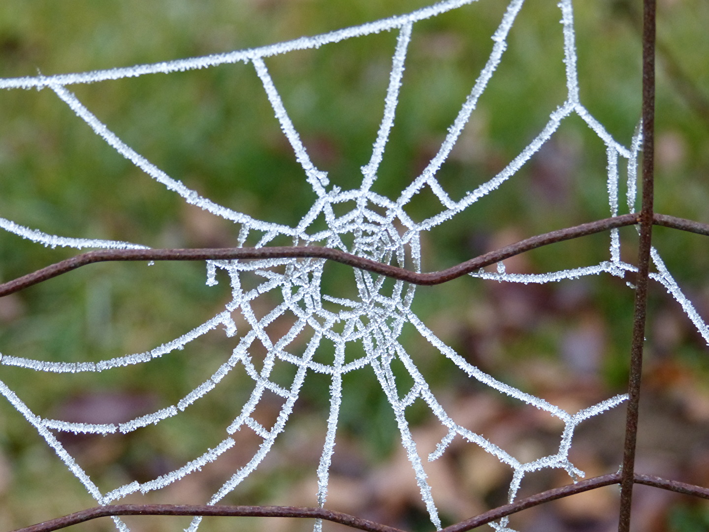 Der Rauhreif bringst!