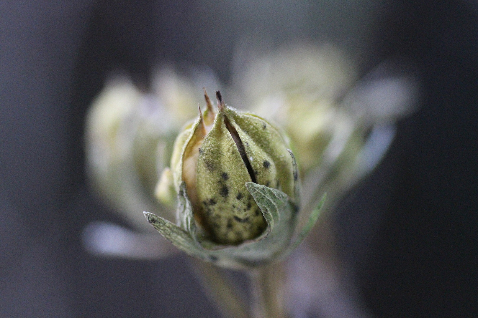 Zurückziehen zum Winterschlaf!