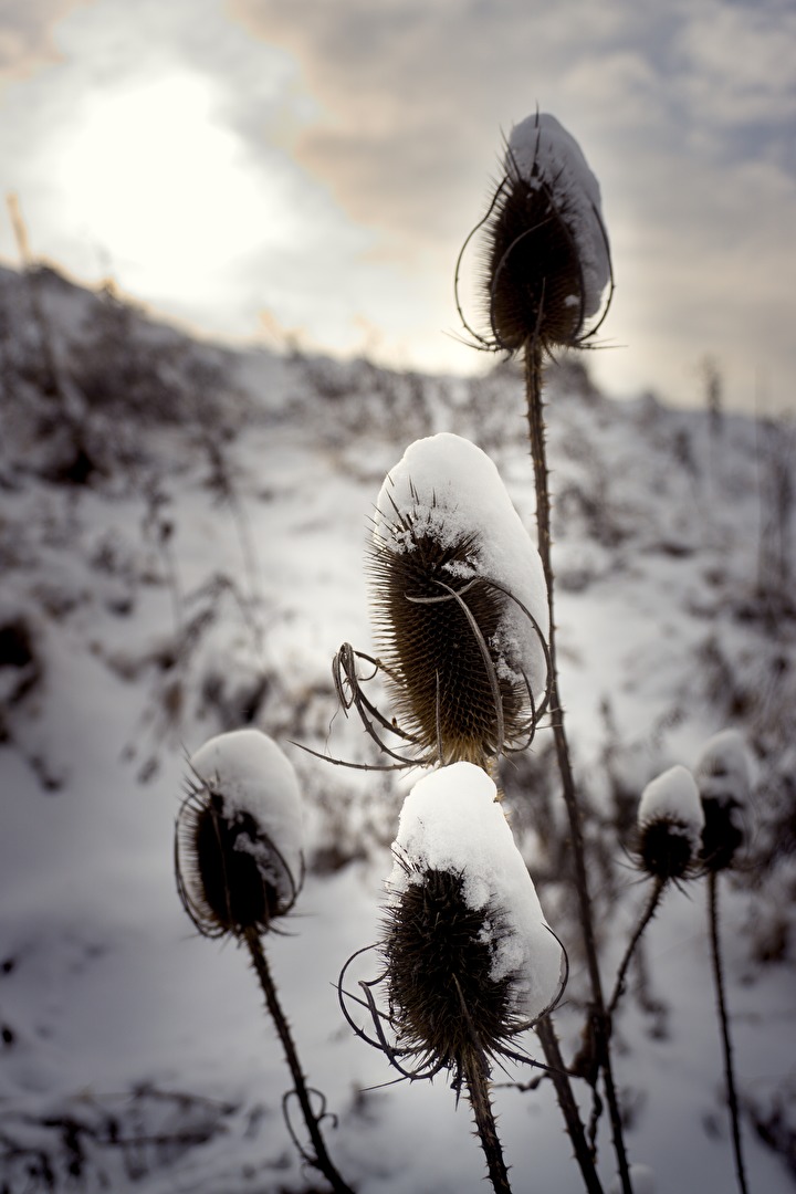 Distel