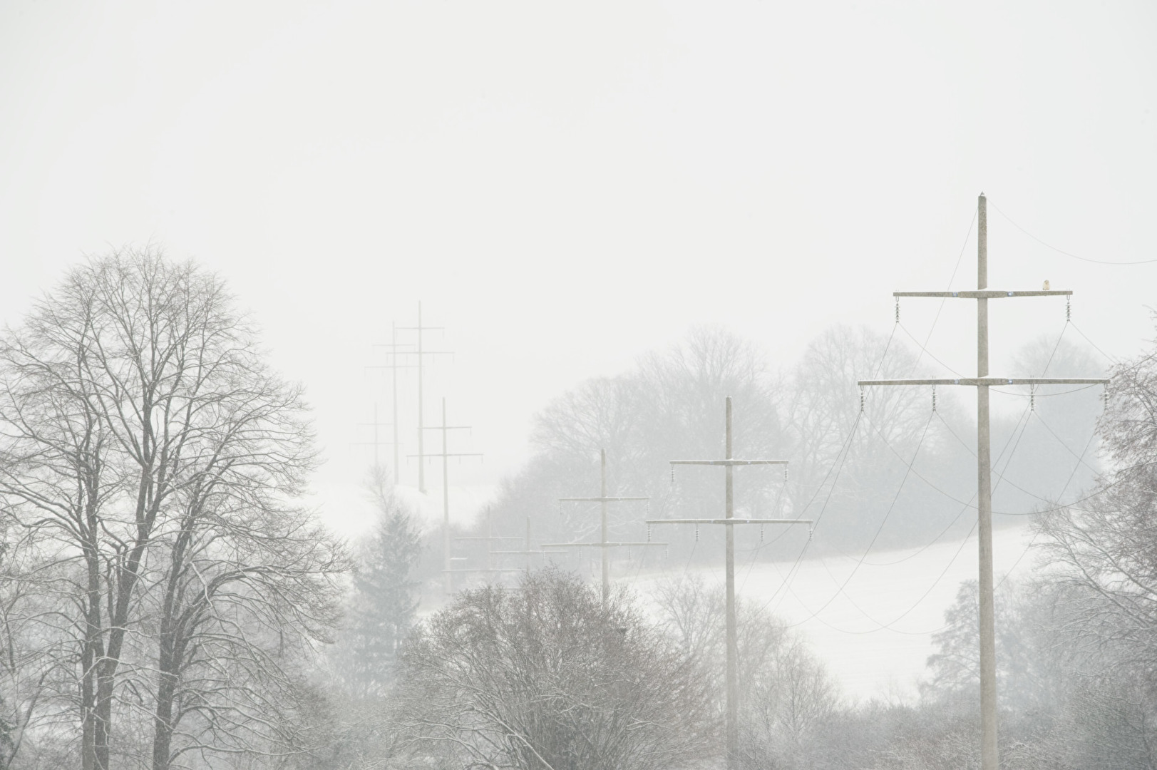 Freileitung im leichten Schneefall, mit Bussard