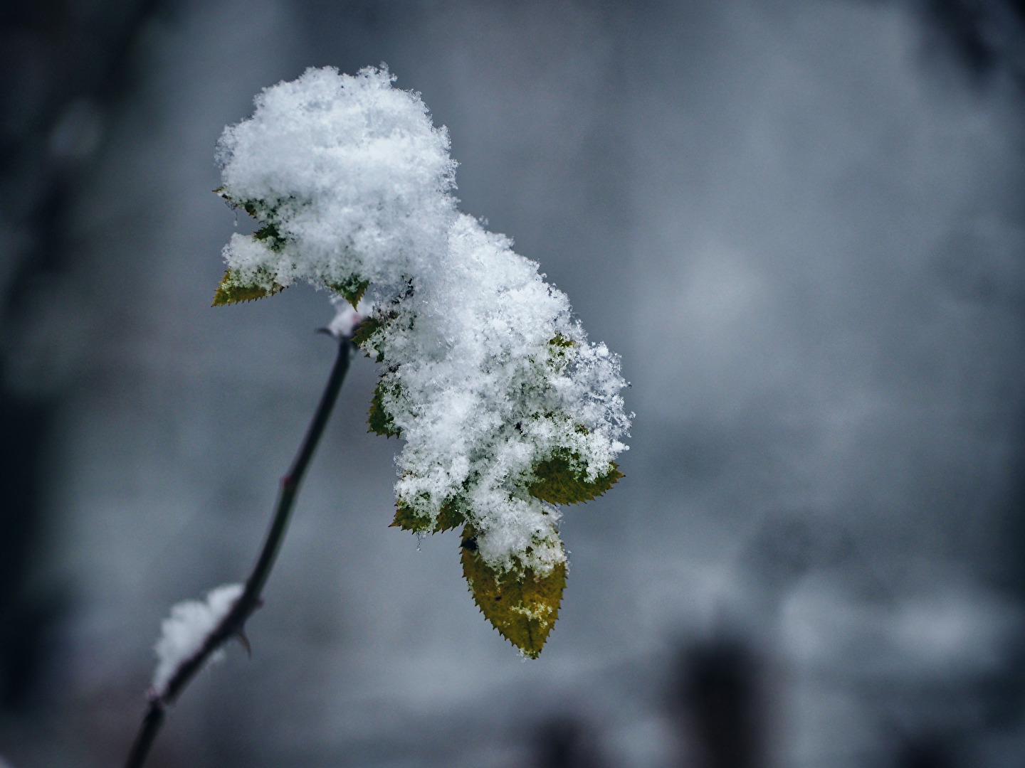 vom Schnee bedeckt.