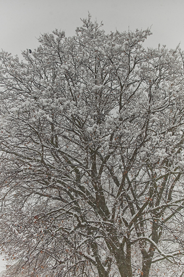 großer ahornbaum mit Schnee vom 9.12.2021