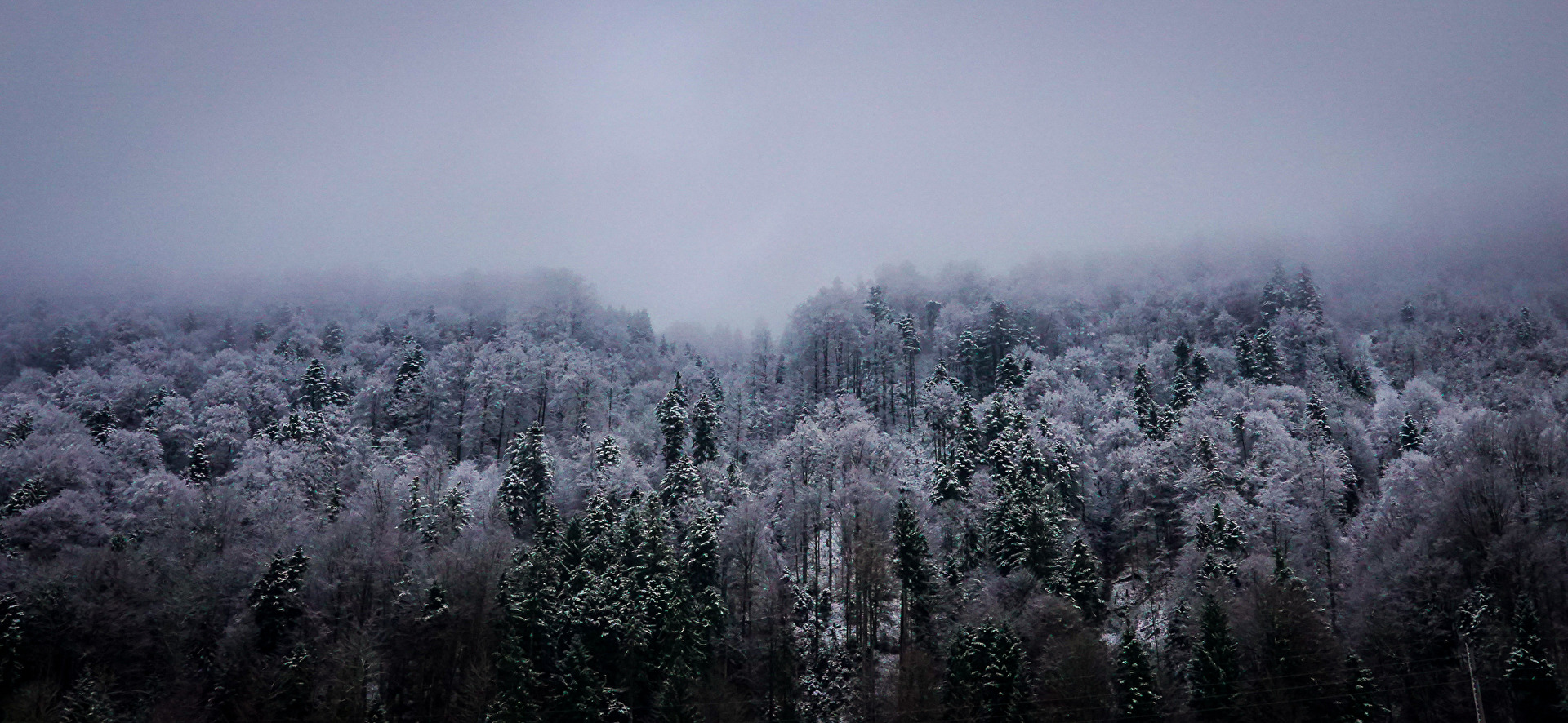 Nebelwald