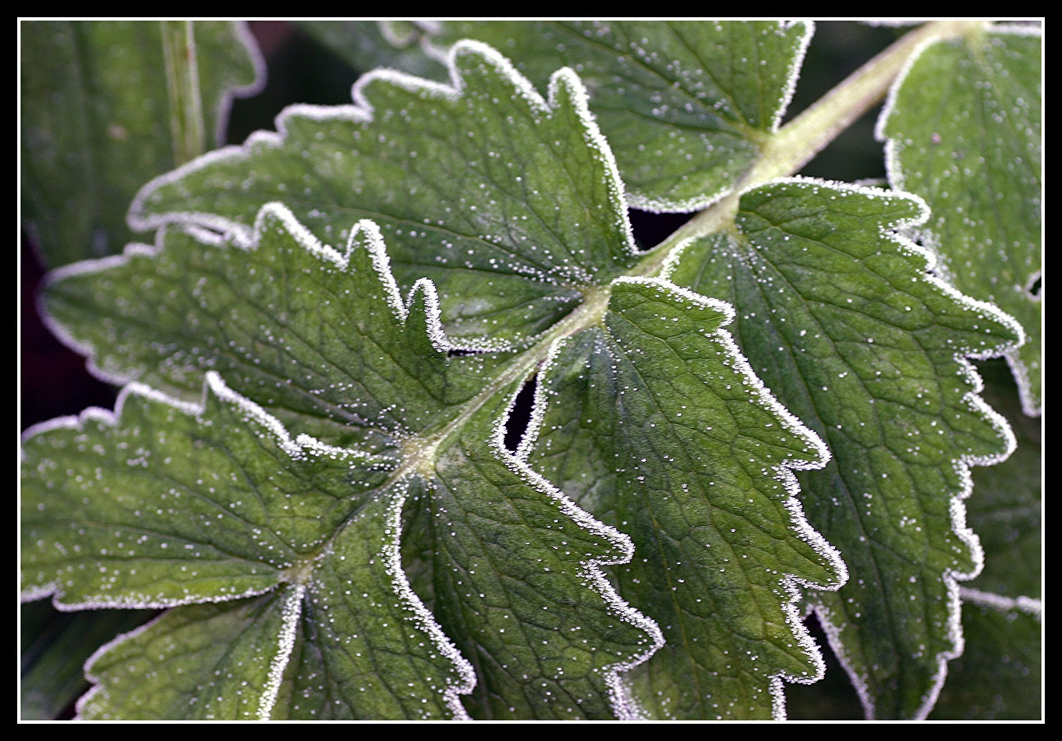 Winter