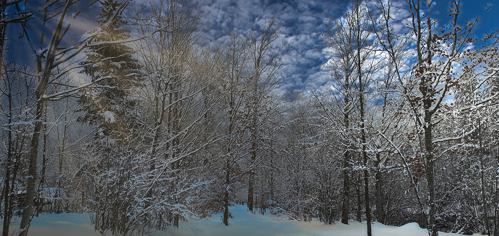 Winterwald